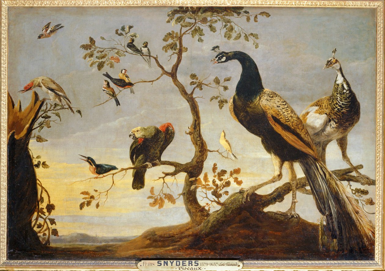 Poseaux na větvích ... od Frans Snyders