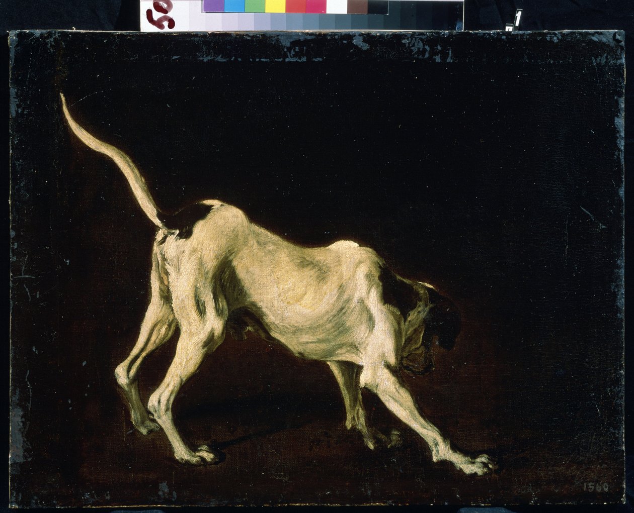 Pes (pes). Obraz Franse Snyderse (1579-1657). Olej na plátně od Frans Snyders or Snijders