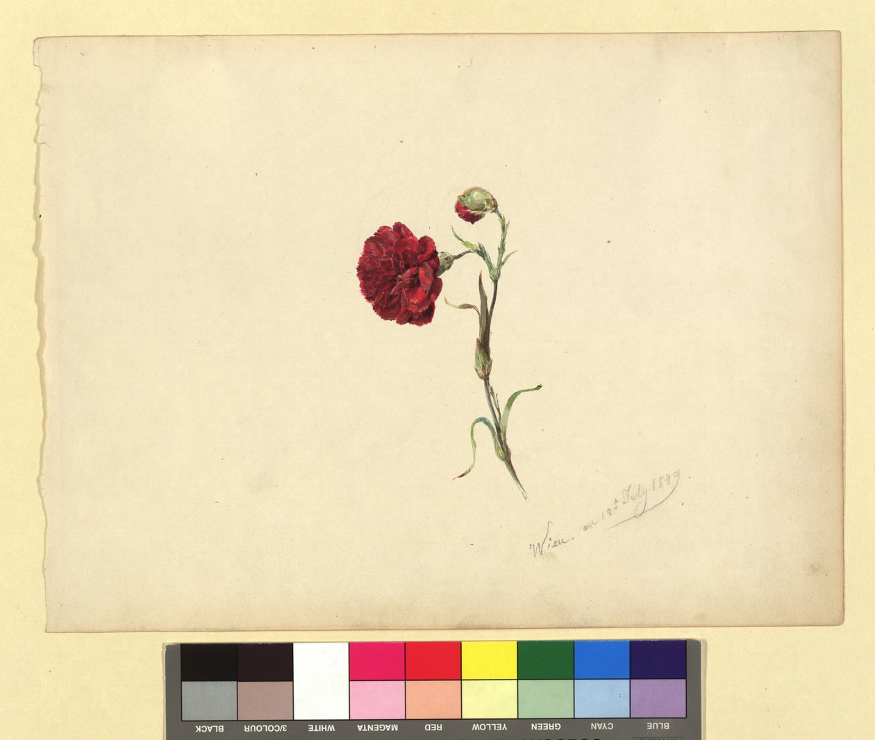 Nelke od Franz Alt