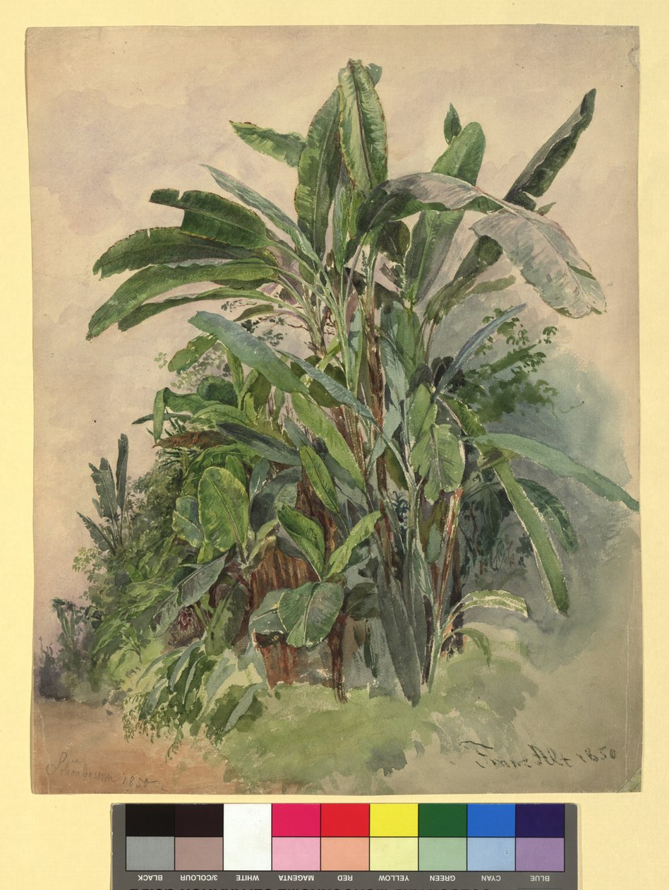 Schönbrunn - Studie rostlin od Franz Alt