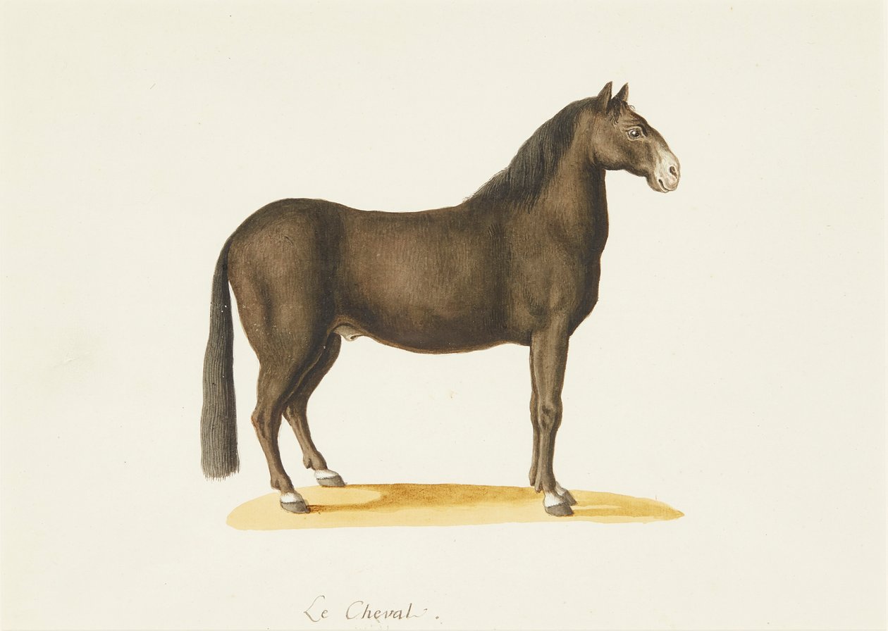 Kůň (akvarel) od Franz Anton von (attr.to) Scheidel