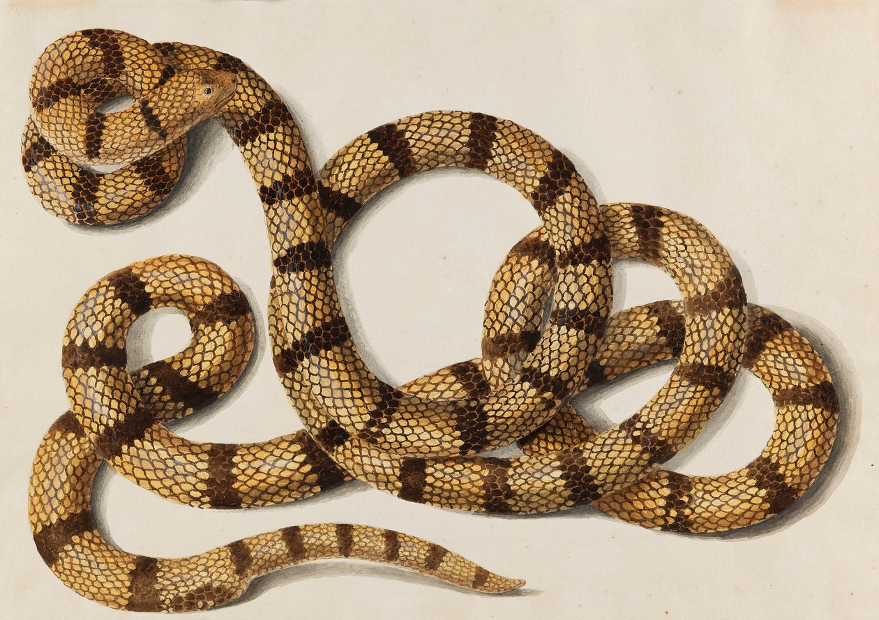 Had, 1770-1780. od Franz Anton von Scheidel