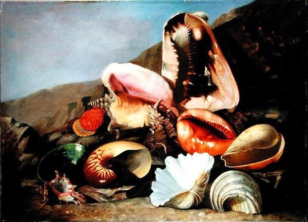 Zátiší z mušlí (olej na plátně) od Franz Anton von Scheidel