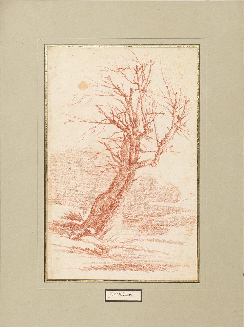 Studie stromů od Franz Edmund Weirotter
