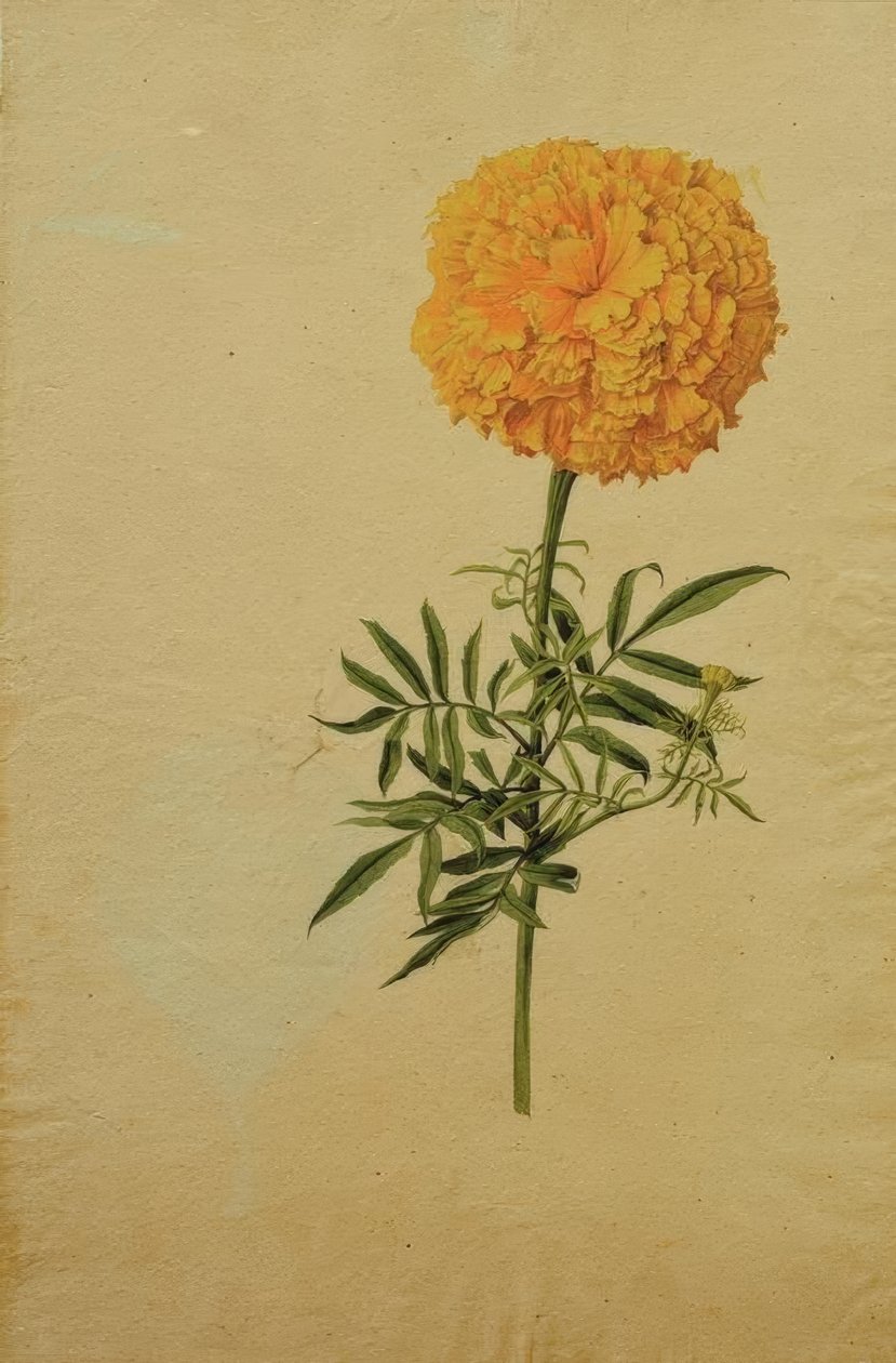 Tagetesblüte od Franz Horny