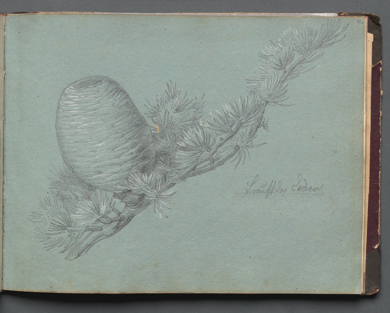 Album s pohledy na Řím a okolí, Krajinářské studie, strana 49a: Studie evergreenu.... od Franz Johann Heinrich Nadorp