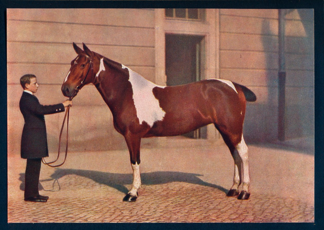 Fotografie koně pořízená objektivem Zeiss Tessar, c1908 od Franz Kuhn