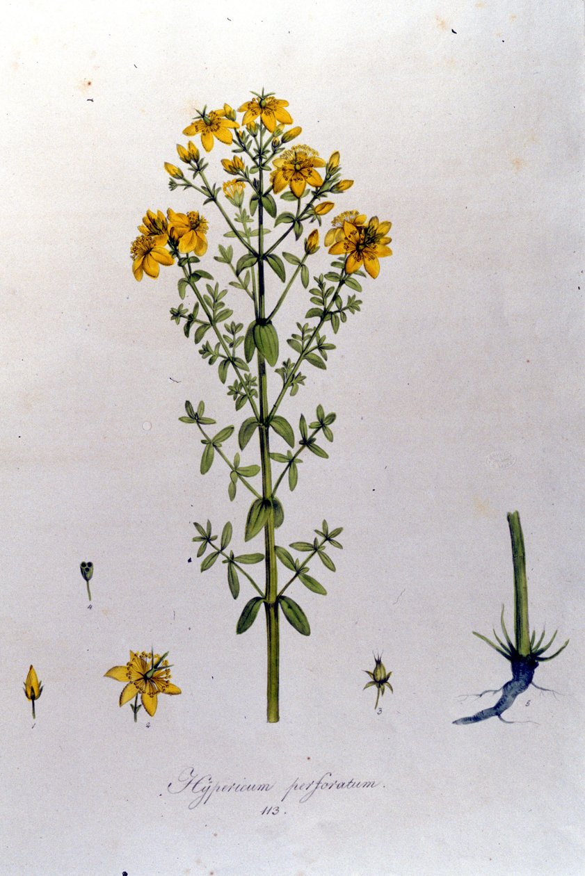 Hypericum neboli třezalka tečkovaná. F. De Paola De Schranka "Flora Monacensis" Mnichov 1816 od Franz Schrank