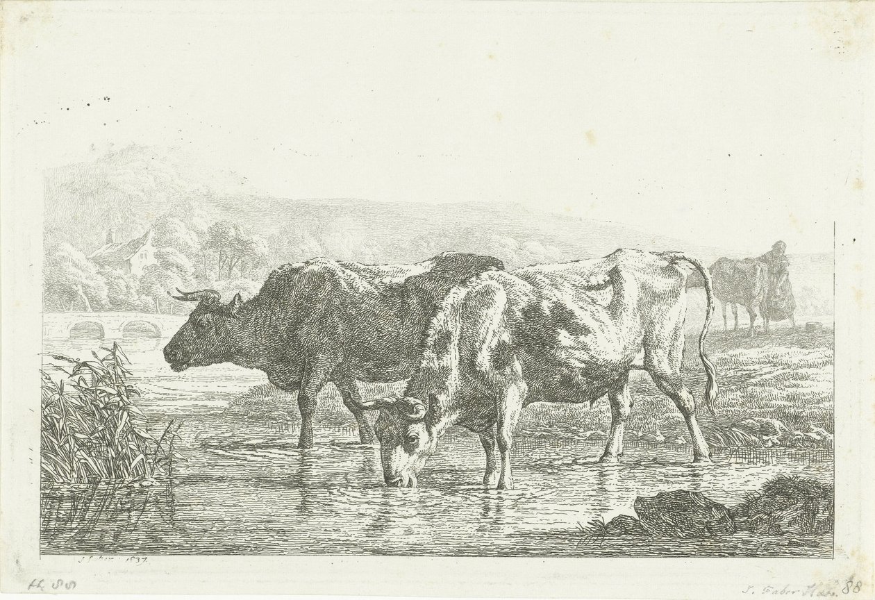 Dvě pijící krávy od Frédéric Théodore Faber