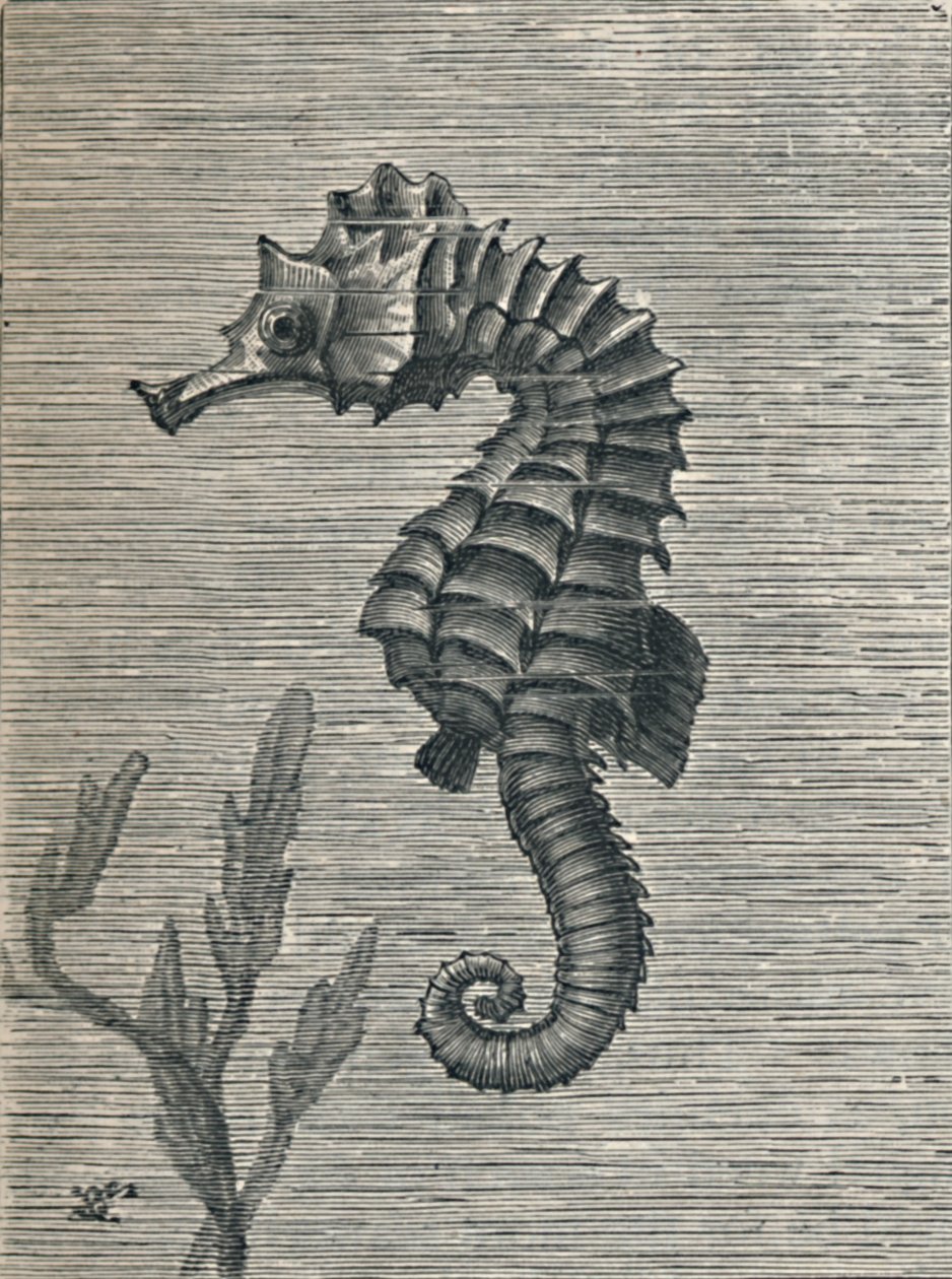„Mořský kůň, neskrývaný, klidné plavání“, c1900, 1910 od Fred Enock