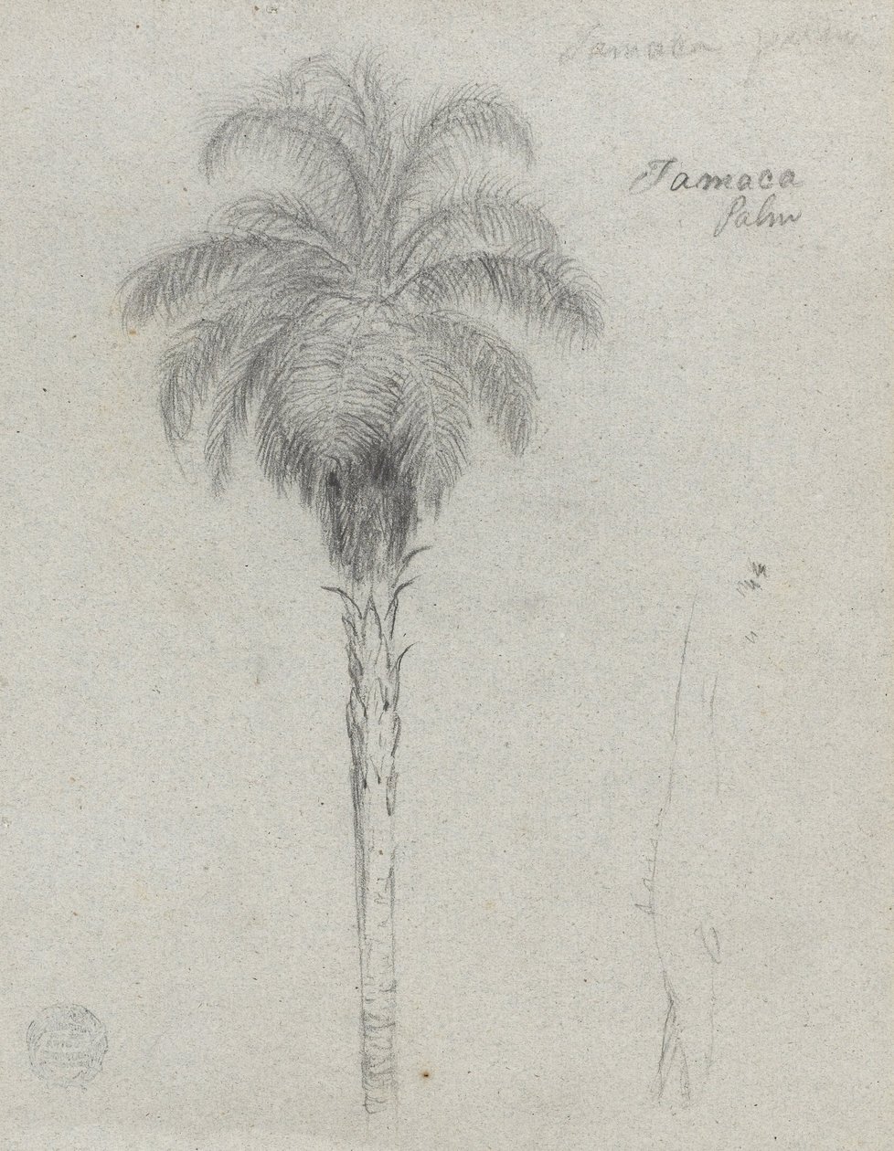 Botanická skica ukazující dva pohledy na dlaň Tamaca od Frederic Edwin Church