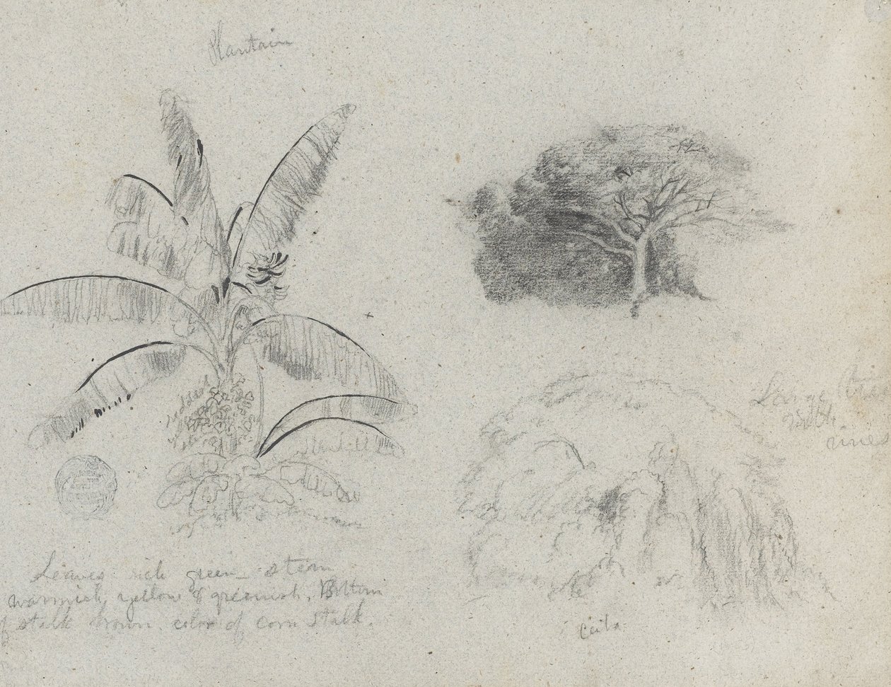 Botanické skici, Jižní Amerika od Frederic Edwin Church
