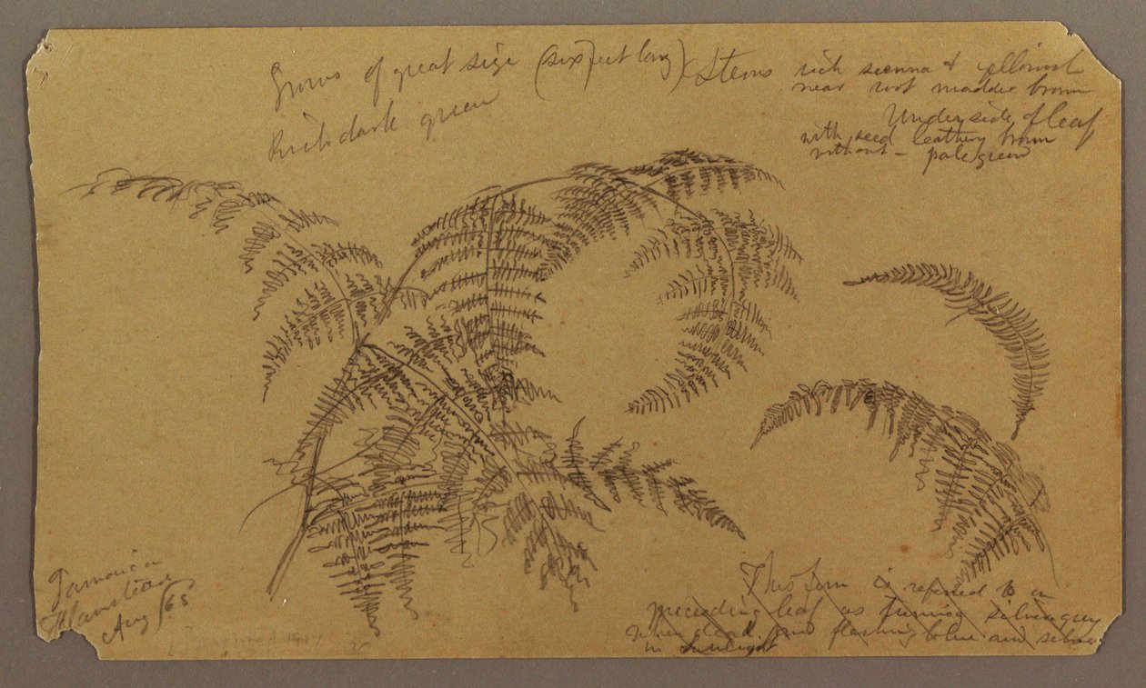 Kresba, botanické skici, srpen 1865 od Frederic Edwin Church