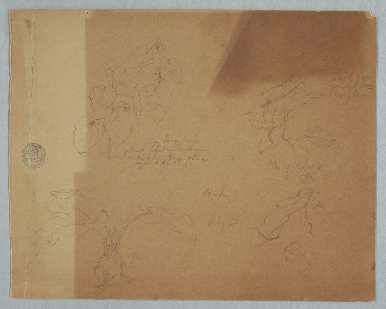 Kresba, botanické skici, pravděpodobně Coleus, Pandi, Kolumbie, červenec 1853 od Frederic Edwin Church