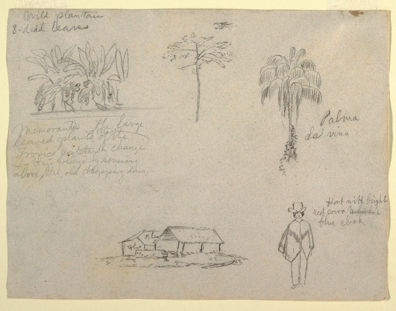 Kresba, botanické skici, 1853 od Frederic Edwin Church