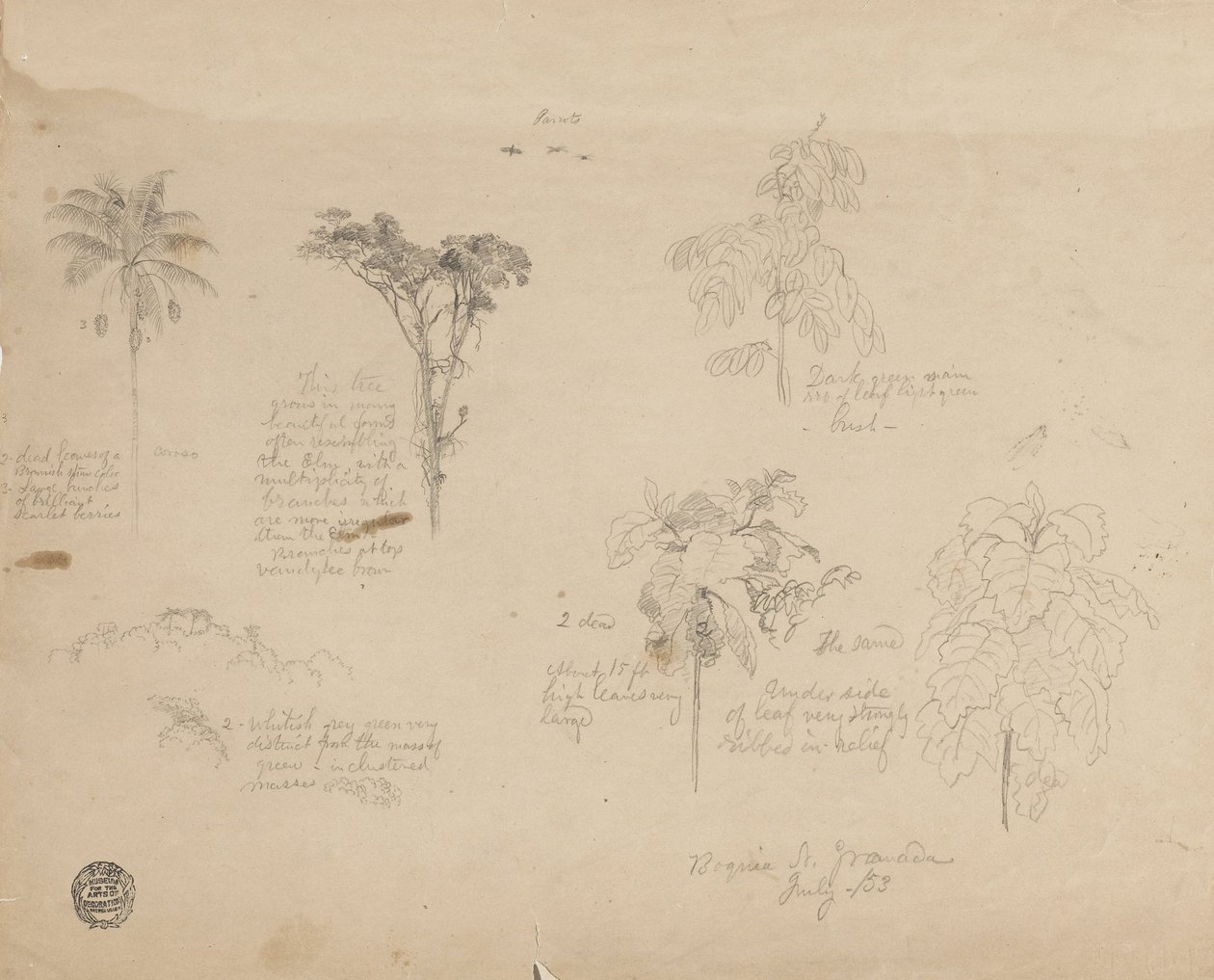 Kreslení. Botanické skici z Kolumbie. od Frederic Edwin Church