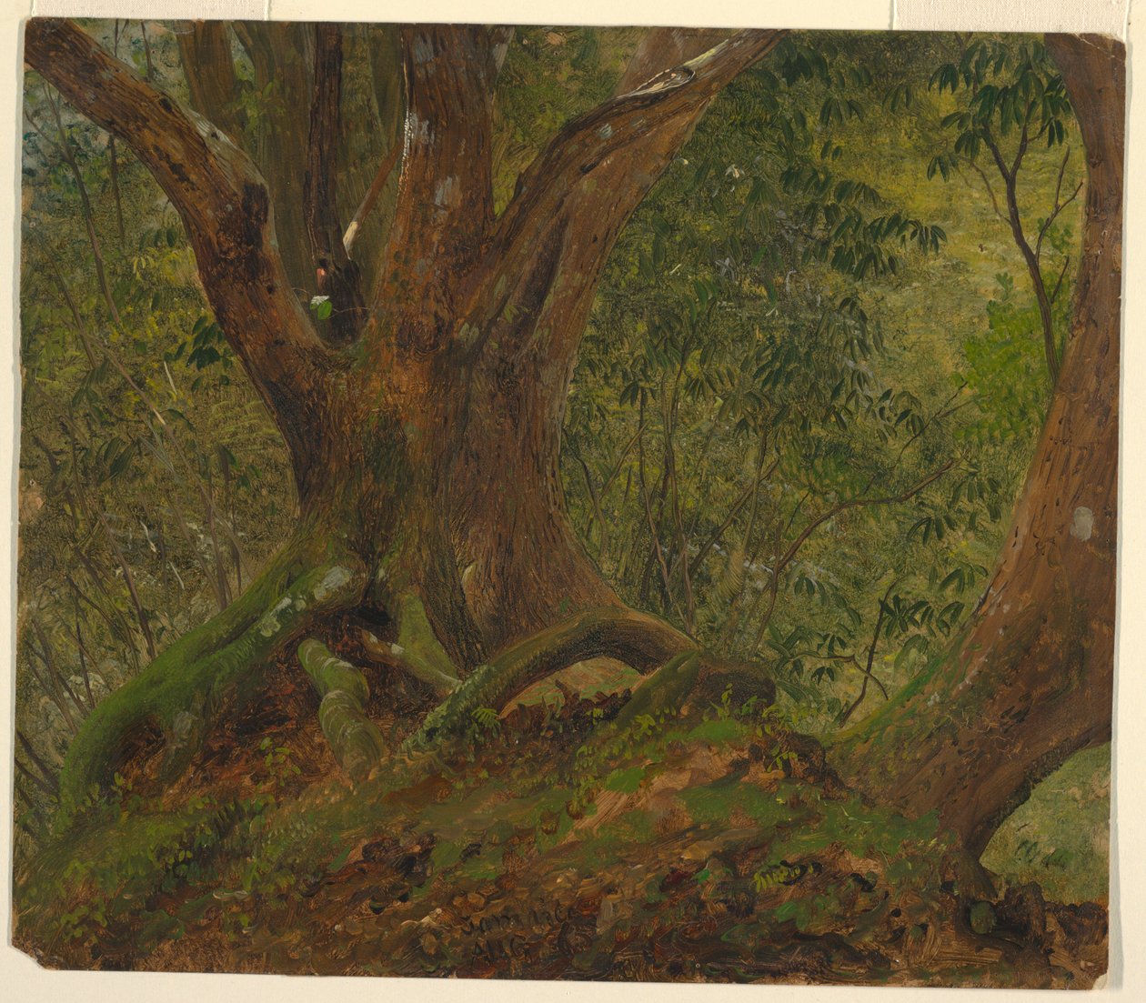V lesích, Jamajka od Frederic Edwin Church