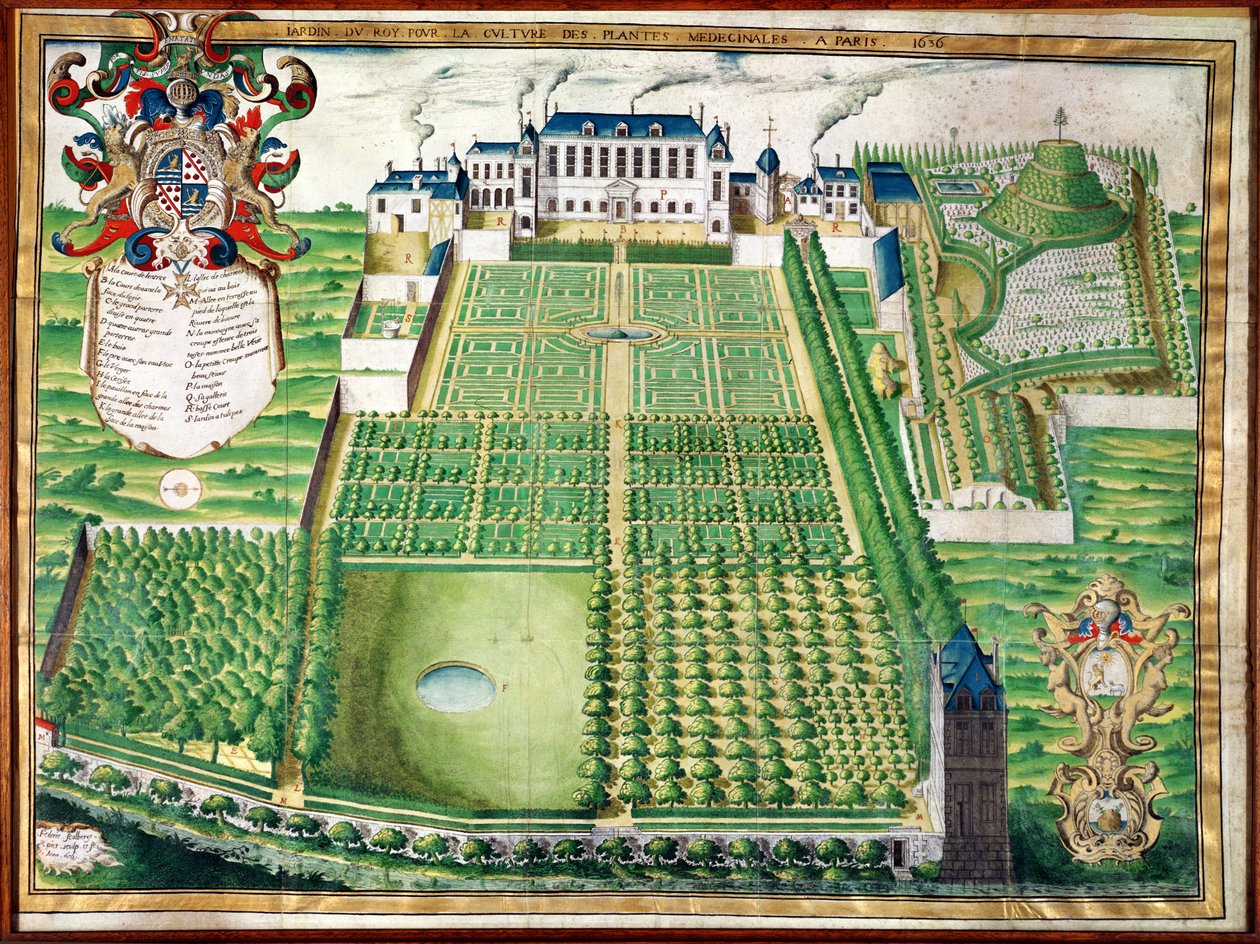 The Kings Medicinal Plant Garden, 1636 (rytina na pergamenu) od Frederic Scalberge