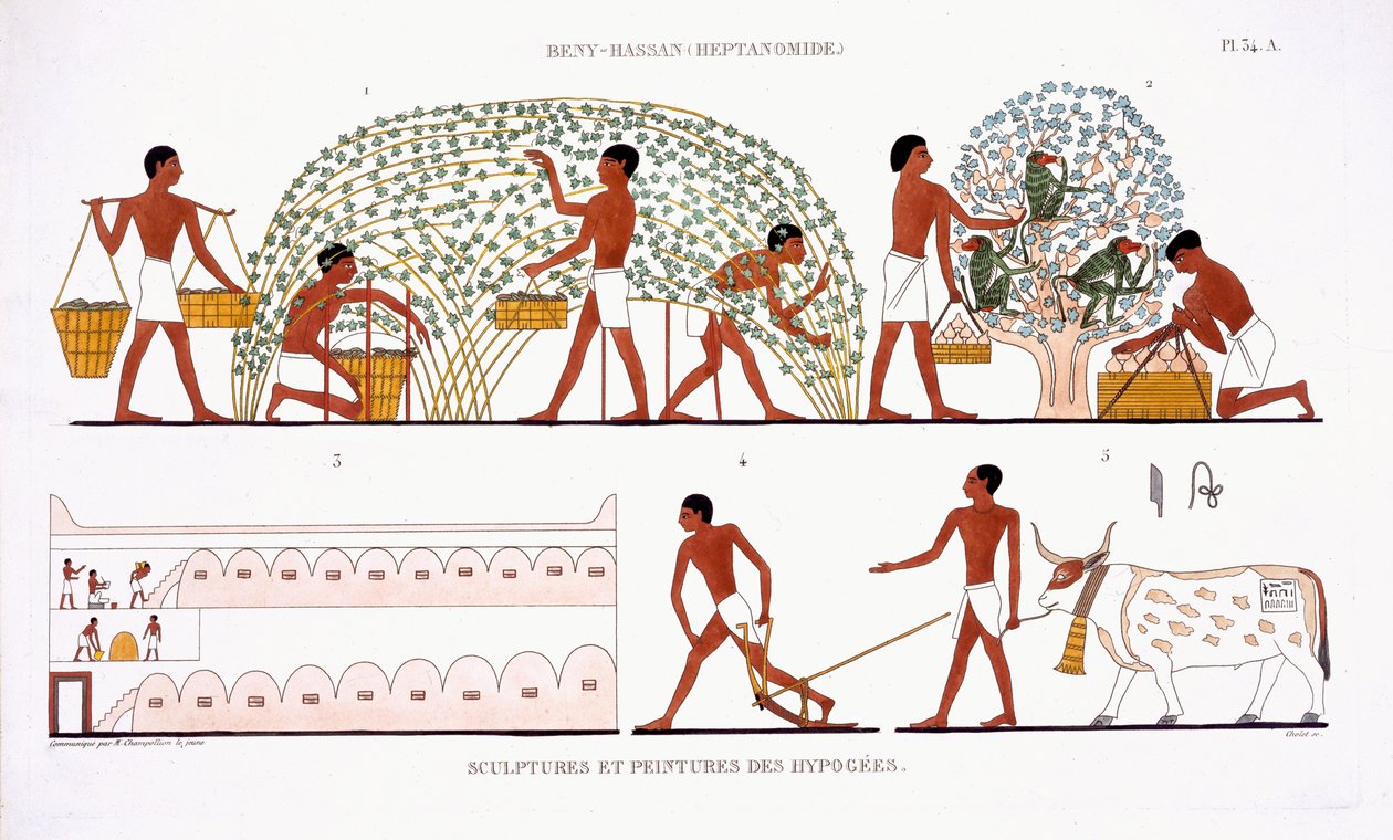 Sbírání ovoce, ze vzácného záznamu fresek z Théb, zaznamenané v letech 1819–1822 při jeho druhé návštěvě Egypta Fredericem Cailliaudem (1787–1869), barva litho od Frederic (after) Cailliaud