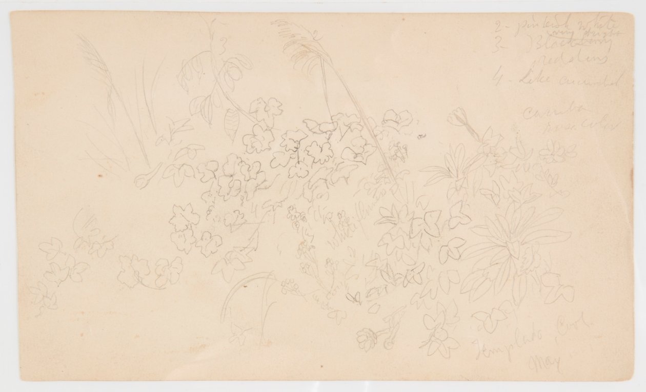 Botanické skici od Frederic Edwin Church