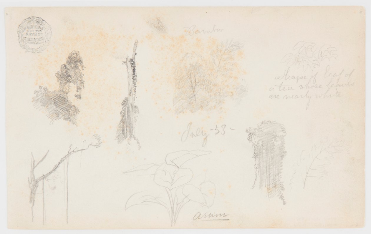 Botanické skici z Kolumbie: Bambusové stromy, kmeny a detaily od Frederic Edwin Church