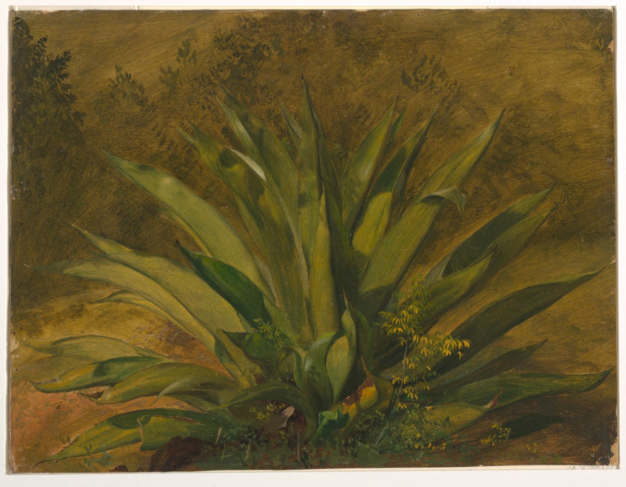 Století rostlina od Frederic Edwin Church