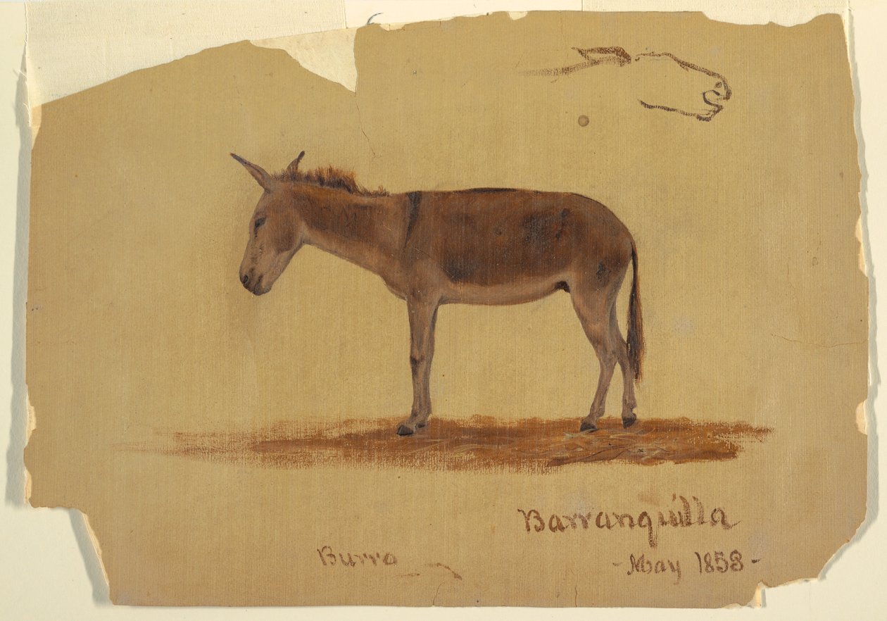 Kresba, Osel, Baranquilla, Kolumbie, květen 1853 od Frederic Edwin Church