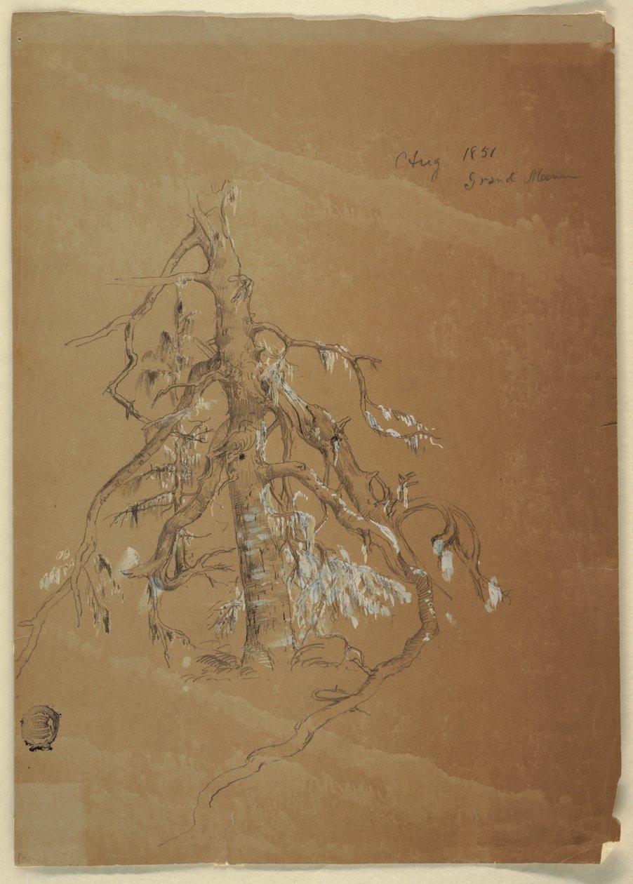 Kresba, A Gnarled Evergreen, Grand Manan, Kanada, srpen 1851 od Frederic Edwin Church
