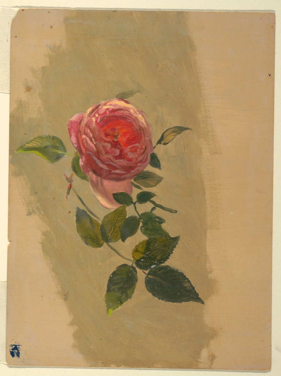 Kresba, Růžová ratolest, 1860-70 od Frederic Edwin Church