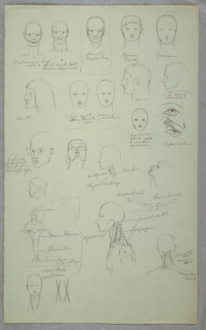 Kresba, anatomické studie, 1865-70 od Frederic Edwin Church