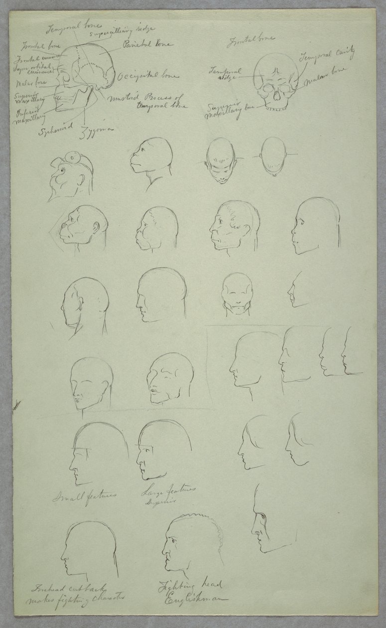 Kresba, anatomické studie, 1865-70 od Frederic Edwin Church