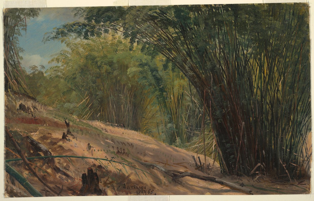 Kresba, Bambusový háj, Jamajka, 1865 od Frederic Edwin Church