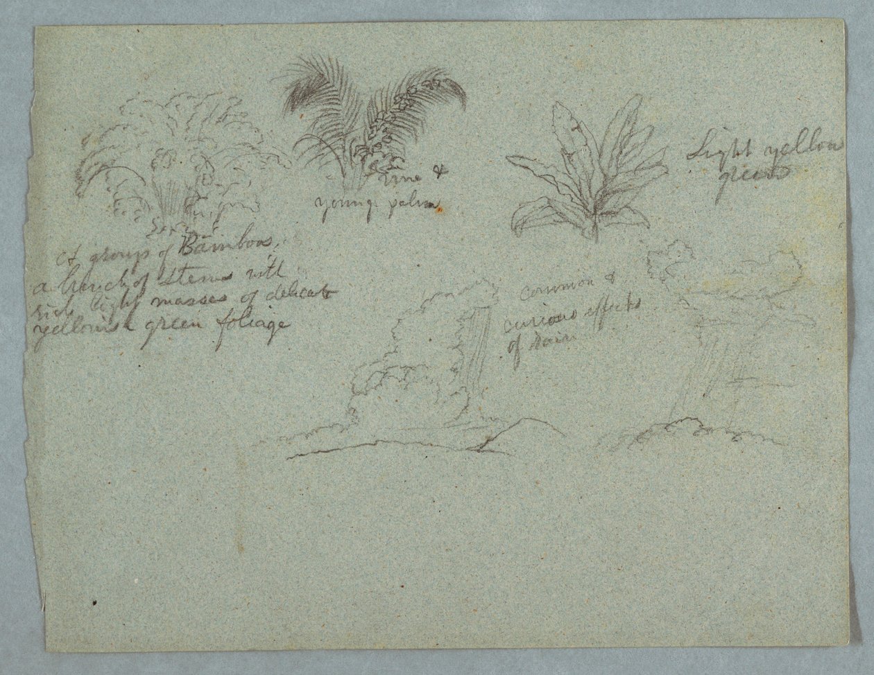 Kresba, Bambus, vinná réva a mladá palma, rostlina a dvě scény deště padajícího z mraků nad hřebeny, Rio Magdalena, Kolumbie, 1853, pravděpodobně květen od Frederic Edwin Church