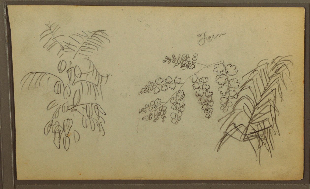 Kresba, botanické skici, 1857 od Frederic Edwin Church