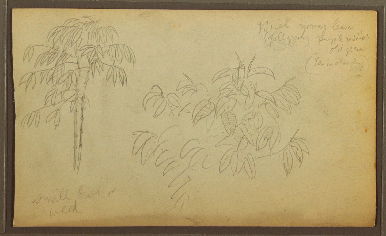 Kresba, botanické skici, 1857 od Frederic Edwin Church