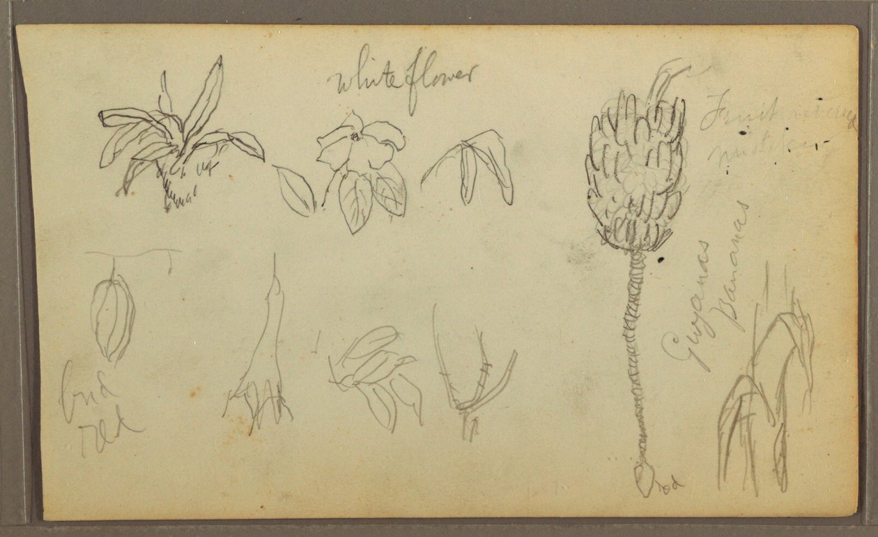 Kresba, botanické skici, 1857 od Frederic Edwin Church