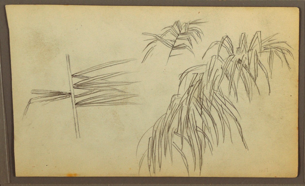 Kresba, botanické skici, 1857 od Frederic Edwin Church