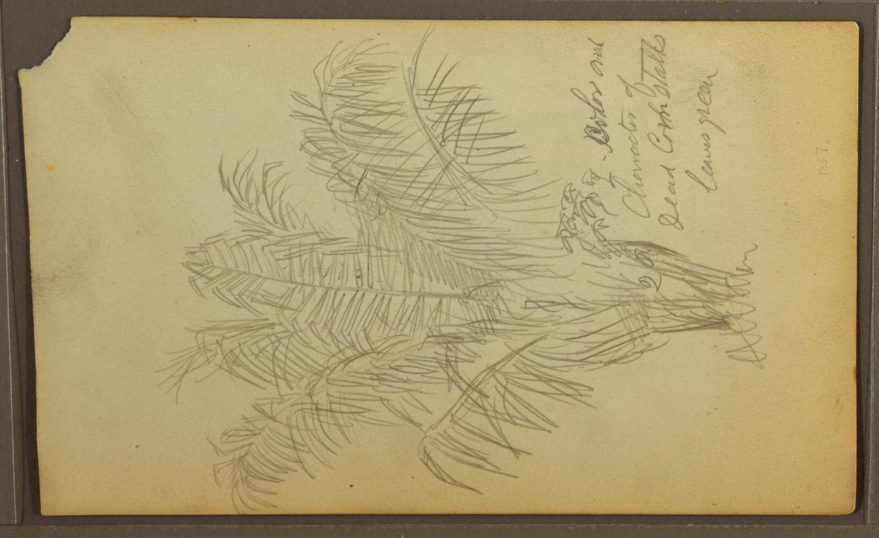 Kresba, botanické skici, 1857 od Frederic Edwin Church