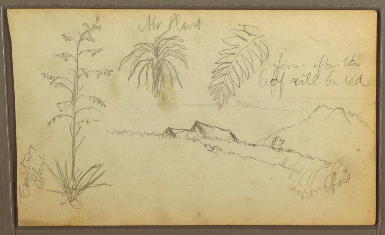 Kresba, botanické skici, 1857 od Frederic Edwin Church