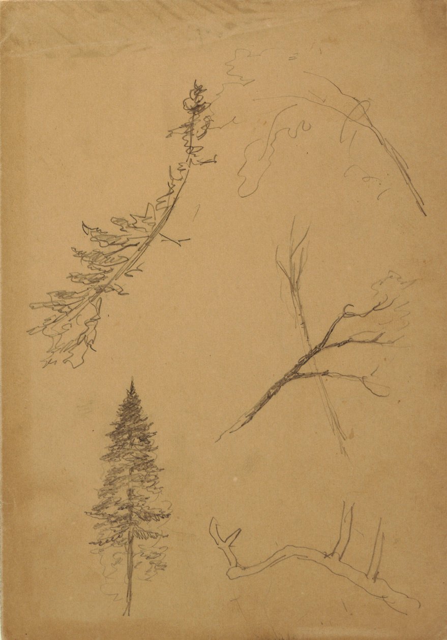 Kresba, botanické skici, 1888 od Frederic Edwin Church