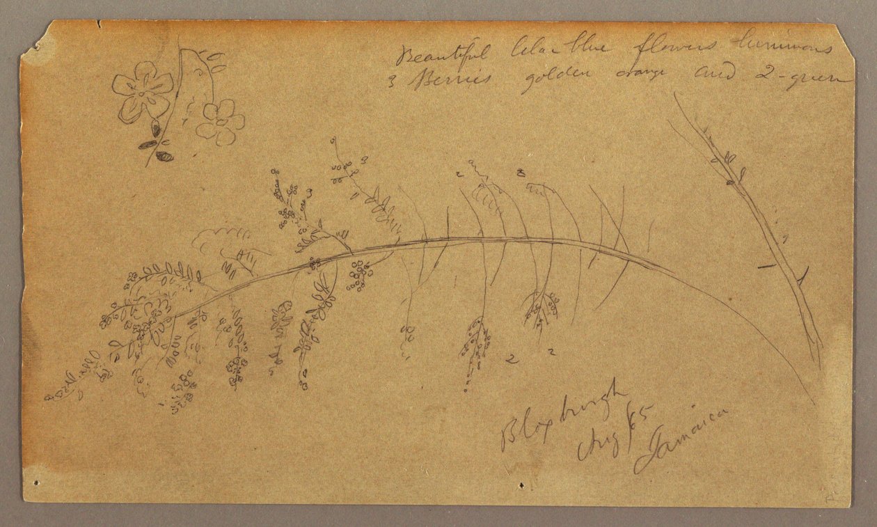 Kresba, botanické skici, srpen 1865 od Frederic Edwin Church