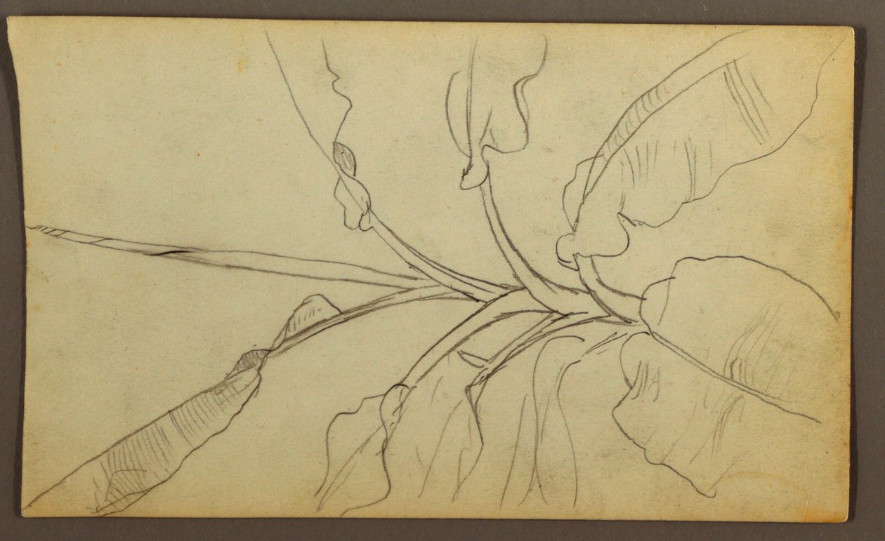 Kresba, Botanické skici, Ekvádor nebo Kolumbie; Verso: Botanické skici, 1857 od Frederic Edwin Church