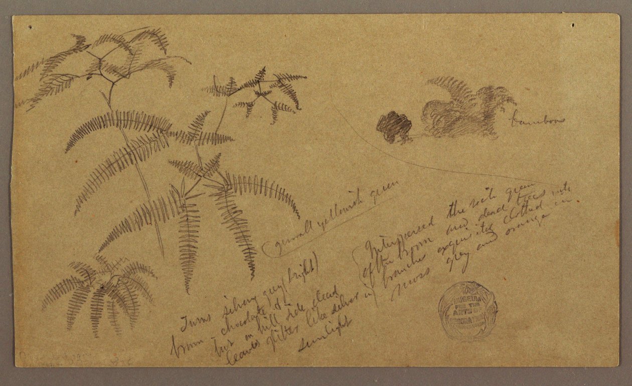 Kresba, botanické skici, květen-srpen 1865 od Frederic Edwin Church
