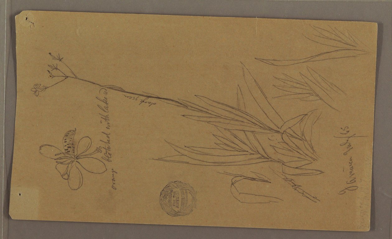 Kresba, botanické náčrty zobrazující detaily rostliny, Jamajka, červenec 1865 od Frederic Edwin Church