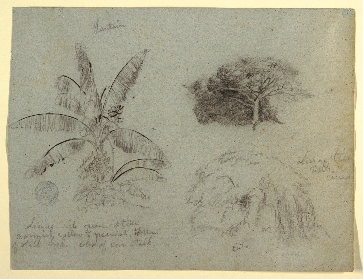 Kresba, Botanické skici, Jižní Amerika, květen 1853  od Frederic Edwin Church