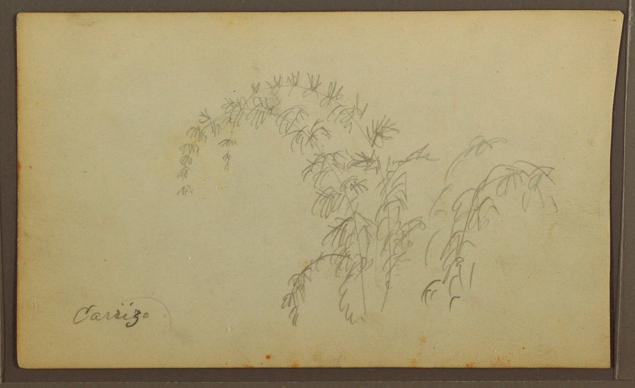 Kresba, botanické skici; Verso: Botanické skici, 1857 od Frederic Edwin Church