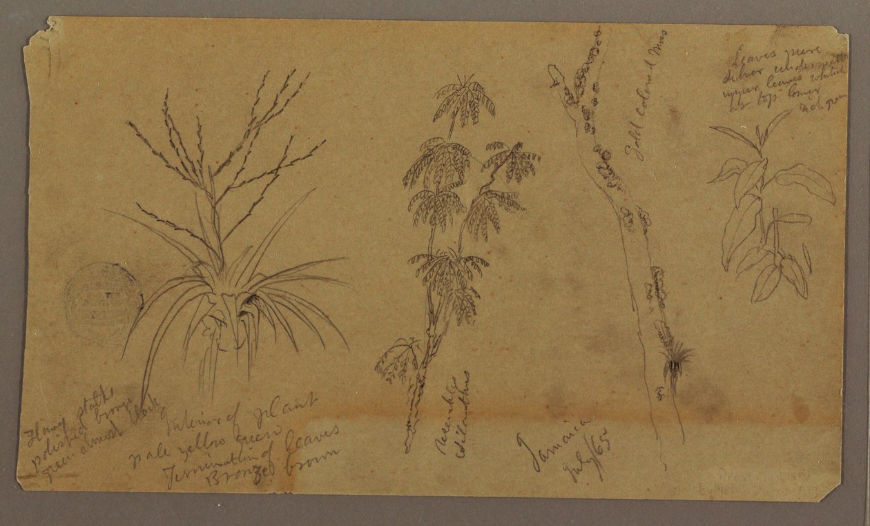 Kresba, botanické skici; Verso: Mraky, červenec 1865 od Frederic Edwin Church