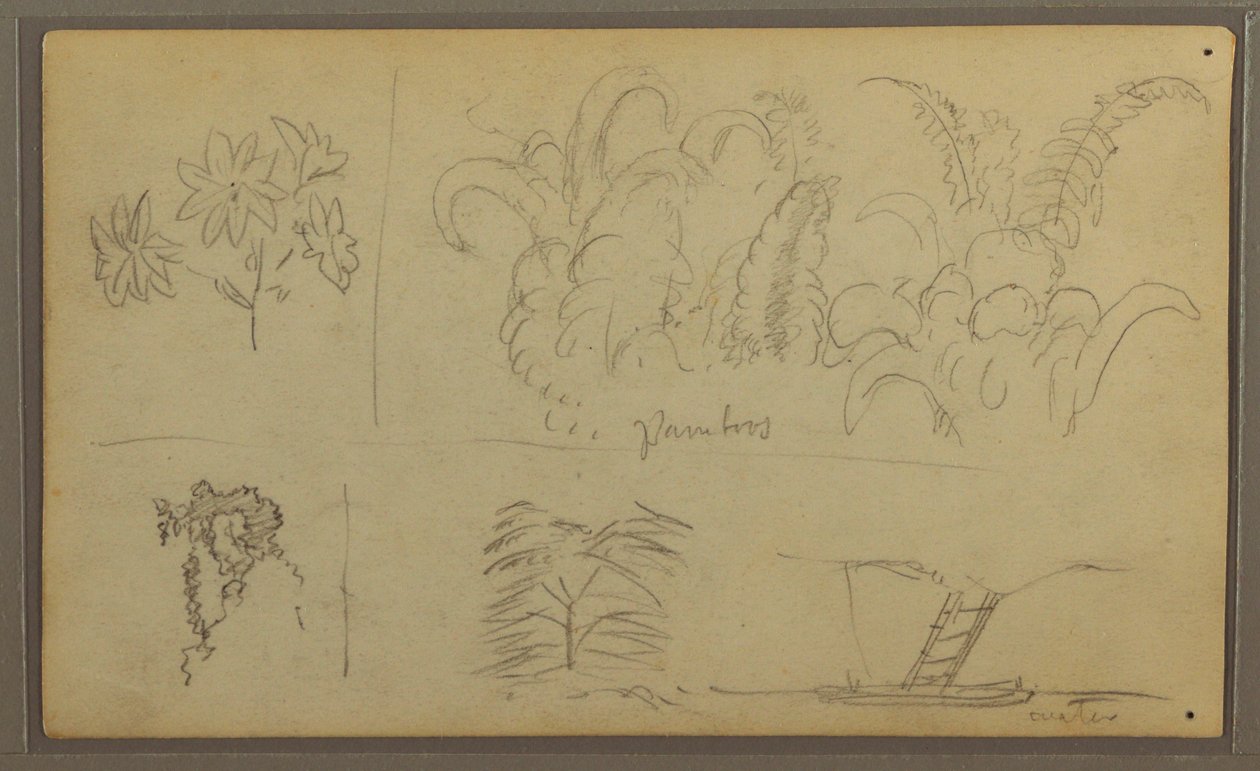 Kresba, botanické skici; Verso: Ještěrka, palma, 1857 od Frederic Edwin Church