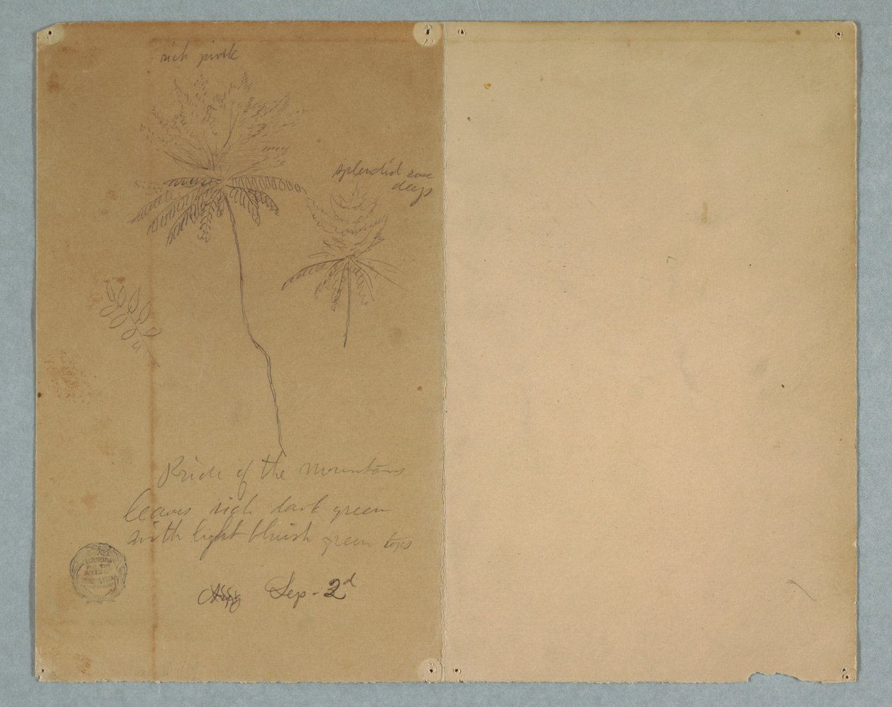 Kresba, Botanické skici: větev, strom a vrcholek stromu, Jižní Amerika, 2. září 1853 od Frederic Edwin Church