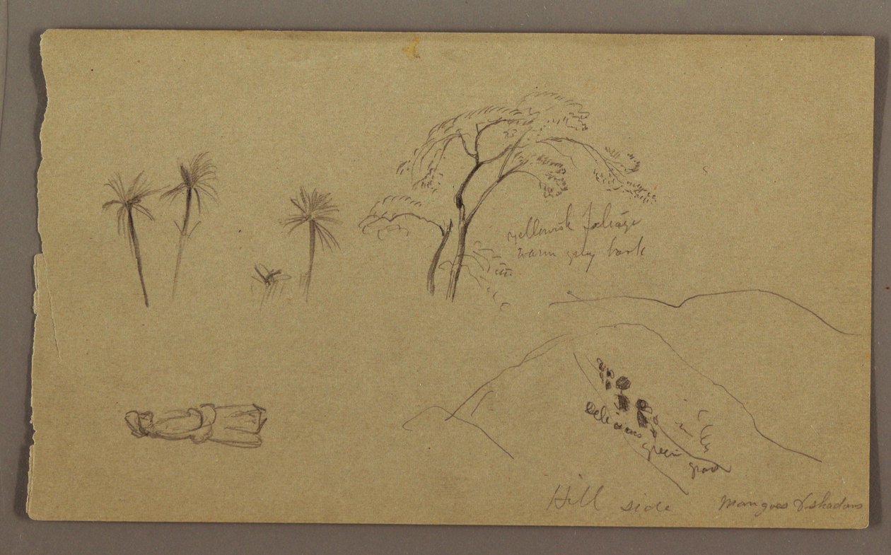 Kresba, botanické skici, figura, květen-srpen 1865 od Frederic Edwin Church